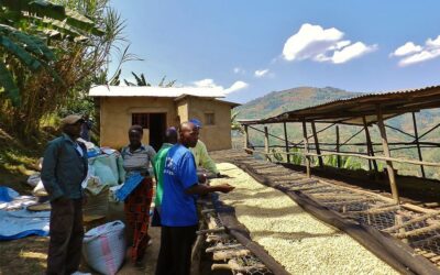 Matyazo un gran café de especialidad de Ruanda