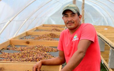 Café de especialidad de la Finca Dayana en Honduras macerado 90 horas